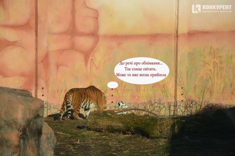 Одна хвилина в житті луцьких тигрів (КОМІКС)