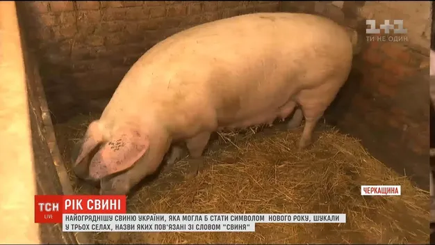 У волинському Свинарині шукали свиню року (відео)