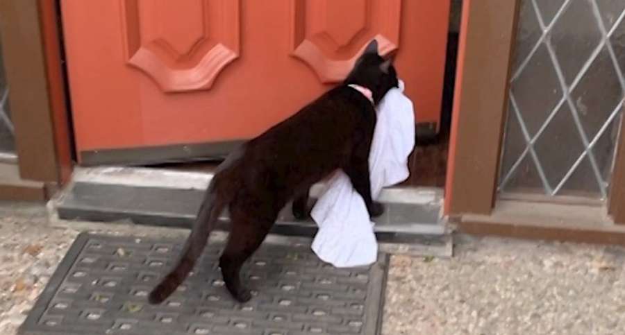 Кіт-клептоман обкрадає сусідів: що він вже встиг поцупити