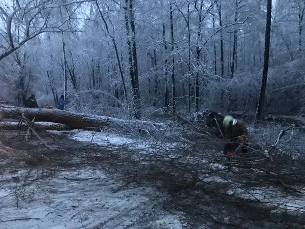 На Ковельщині негода повалила на дорогу дерева (фото)