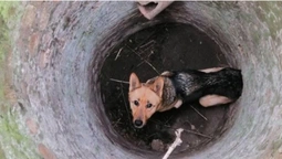 Біля Луцька врятували собаку, який впав у закинутий колодязь (фото)