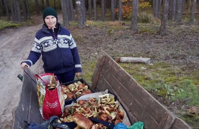 Де на Волині можна назбирати цілий віз грибів (фото)