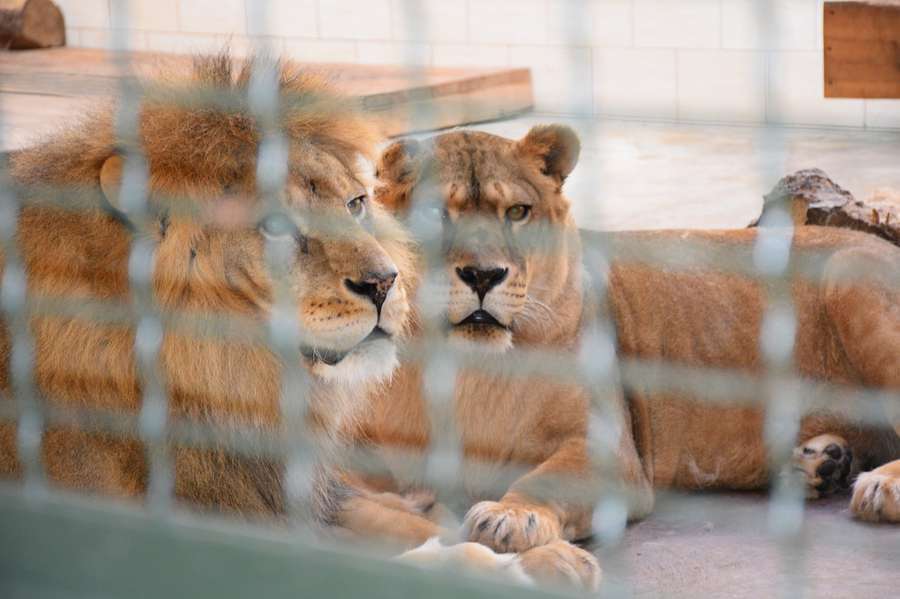 Він помер у кінці лютого: історія лева Ніка із Луцького зоопарку (фото)