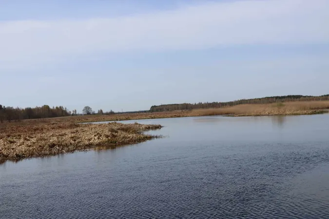 Квіти, лебеді, весна: показали мальовничу красу волинської річки (фото)