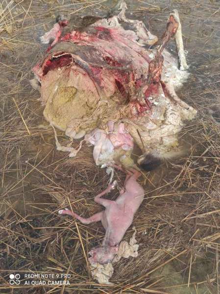 На Волині браконьєри вбили й розчленували вагітну лосицю (фото 18+)