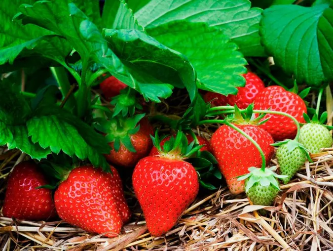 Смородина, полуниця, обліпиха: як на Волині вирощують ягоди (фото, відео)