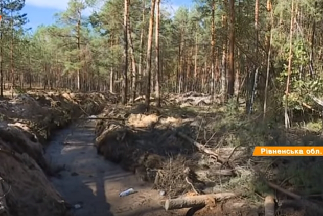Бурштинове свавілля: нелегальні копачі нищать ліси на Рівненщині (відео)