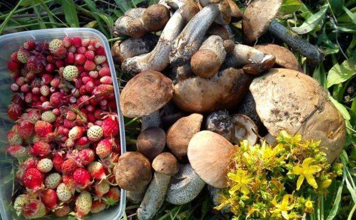 Ягоди та гриби принесли Волині майже 5 мільйонів гривень 