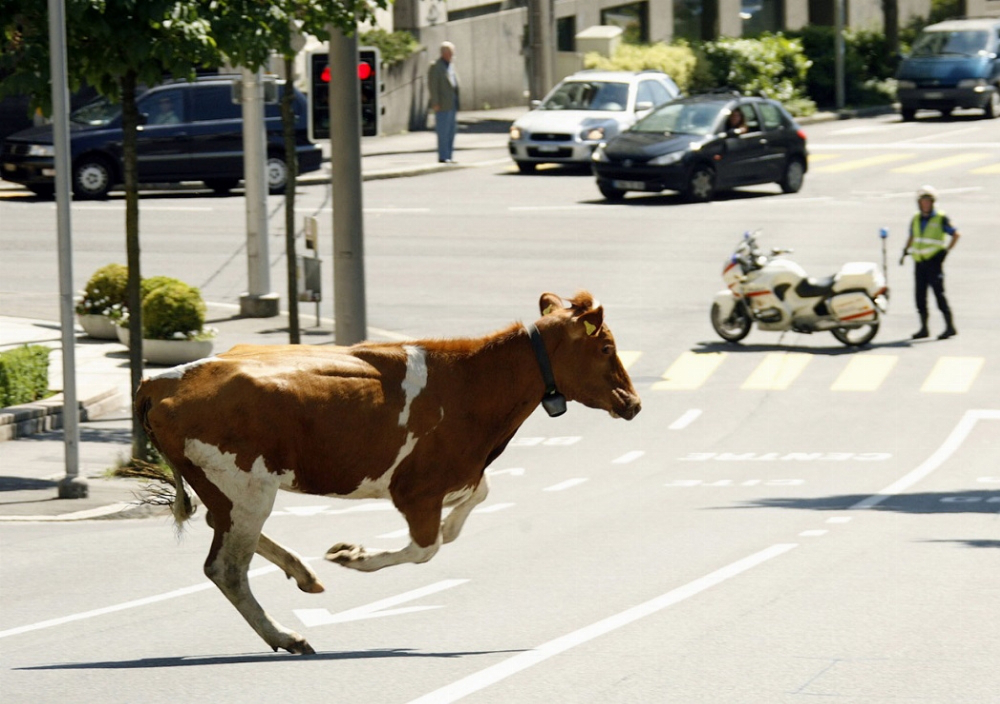 На Волині мотоцикл в'їхав у корову: водій загинув 