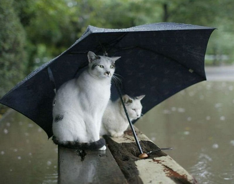 Похмуро, дощ та вітер: погода у Луцьку на п'ятницю, 29 червня
