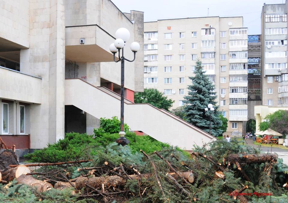 «За це треба карати», – Ігор Алексєєв про вирубку здорових дерев у Луцьку