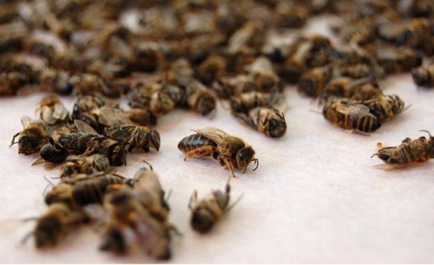 З'ясували, від чого насправді на Волині масово гинули бджоли 