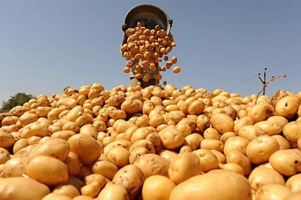 Волинь – у ТОП-5 регіонів, де на зарплату можна купити найбільше картоплі 