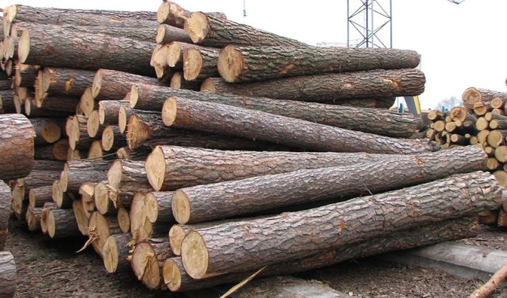 Волинська митниця посилила контроль за експортом деревини 
