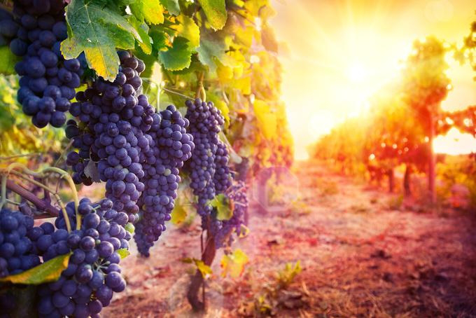 В Україні може з'явитися свято виноградарів, виноробів та садівників