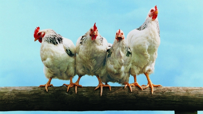 На Волині запускають виробництво курятини під новим брендом