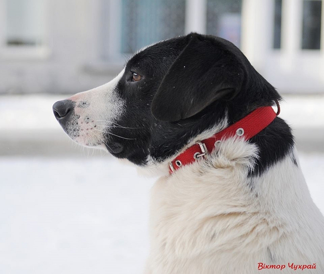 «Врятуймо Біма»: що буде з відомим вуличним собакою Луцька
