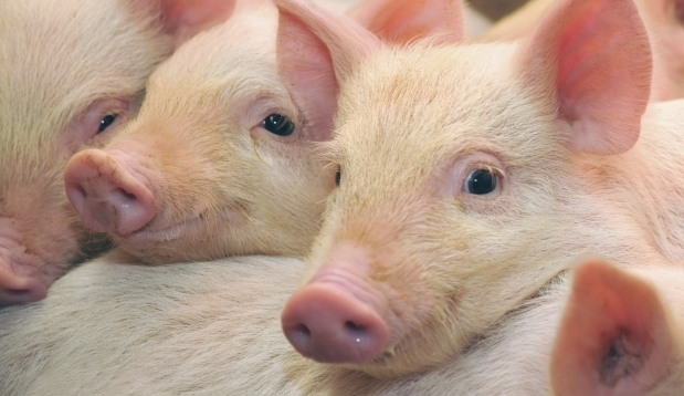 Україна заборонила імпорт свинини з Польщі