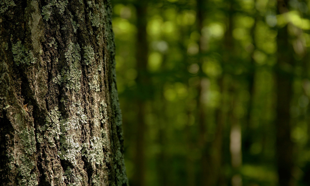 На Волині відкрили 20 справ щодо порушень лісокористування