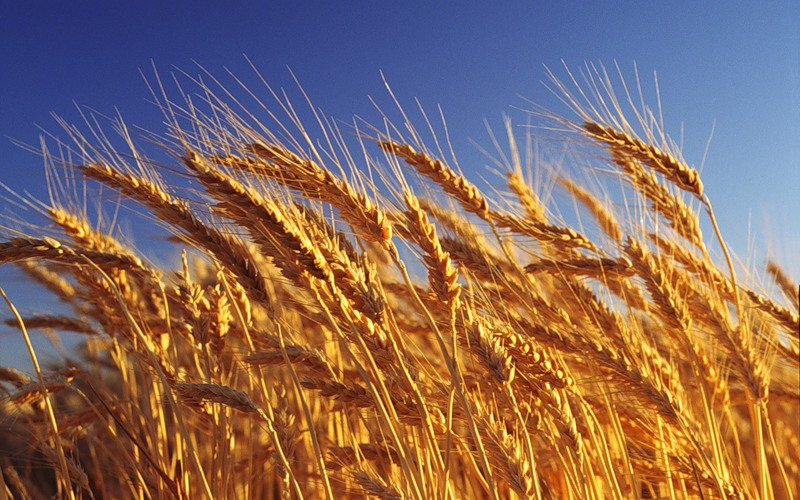 Українська пшениця подешевшала