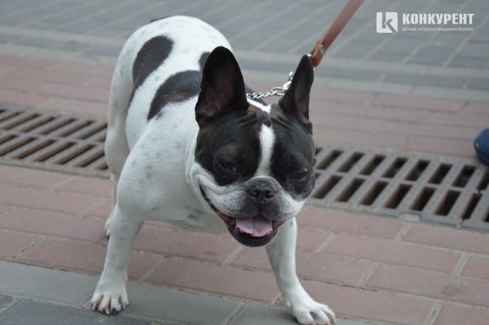 «Собачі справи»: чи за правилами лучани вигулюють тварин (фото)