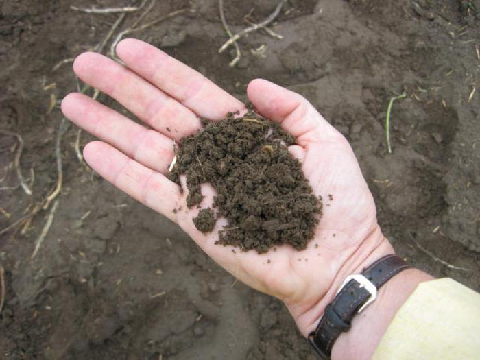 Екологи перевірили ґрунт поблизу ковельського ветсанзаводу 