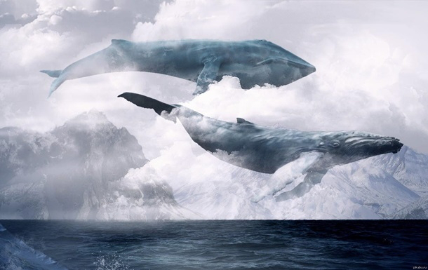 «Сині кити»: у Луцьку врятували неповнолітню на 50 кроці суїцидальної «гри»