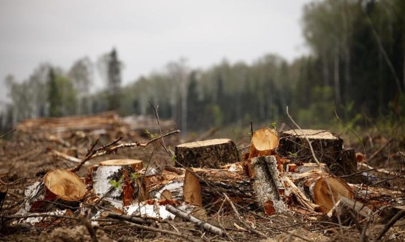 На Волині директора лісогосподарства підозрюють в незаконній порубці дерев 