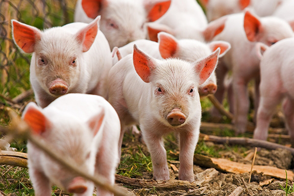 Через африканську чуму свиней Україна втратила понад мільярд гривень 