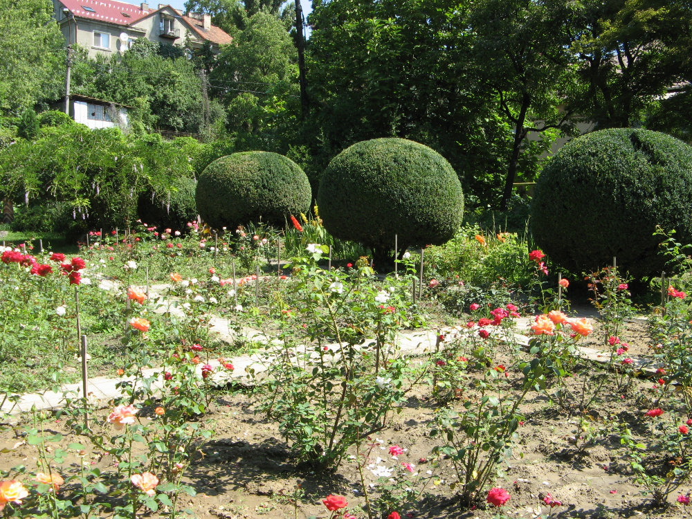 Чи бути ботанічному саду в Луцьку?