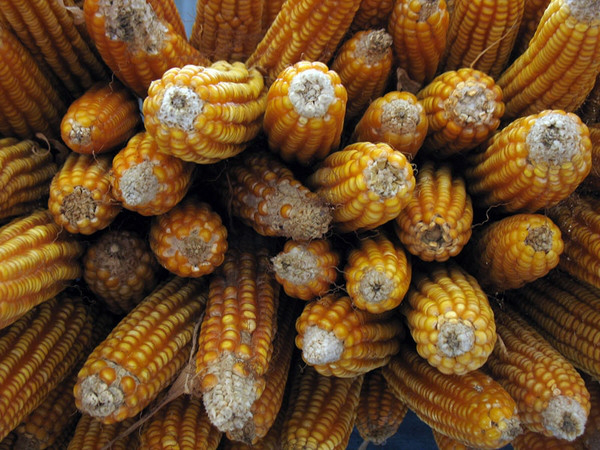 На Волині з фермерського поля вкрали 160 кілограмів кукурудзи 
