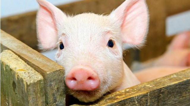 На Рівненщині – спалах африканської чуми свиней