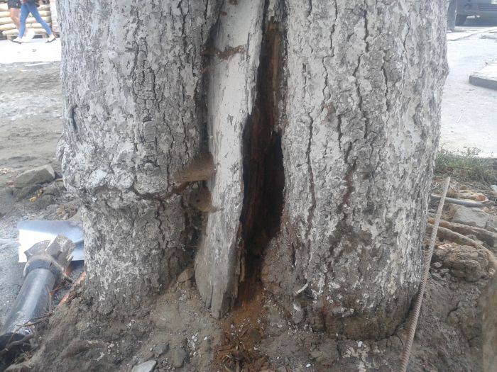  «Всі дії мають наслідки», – Моклиця про ситуацію з деревами на Лесі Українки 