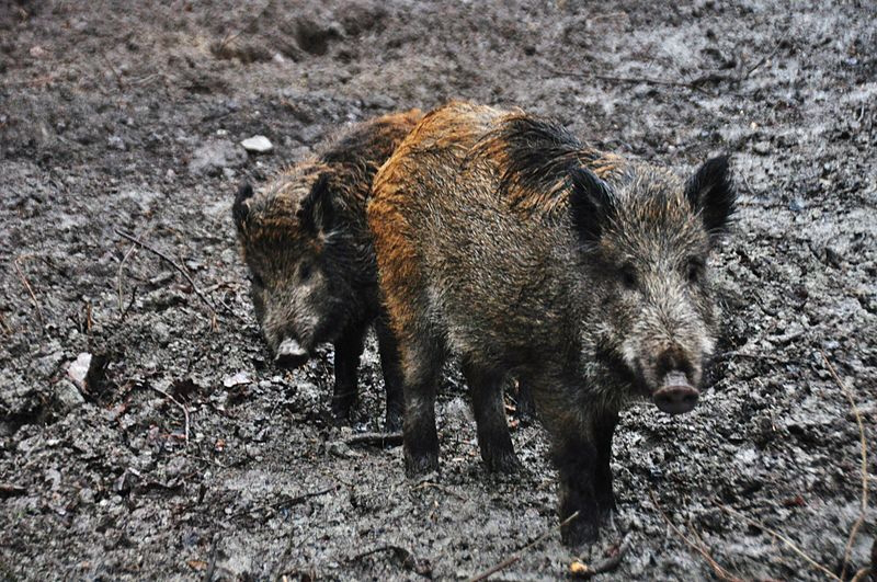 У волинському лісництві знайшли трупи диких свиней