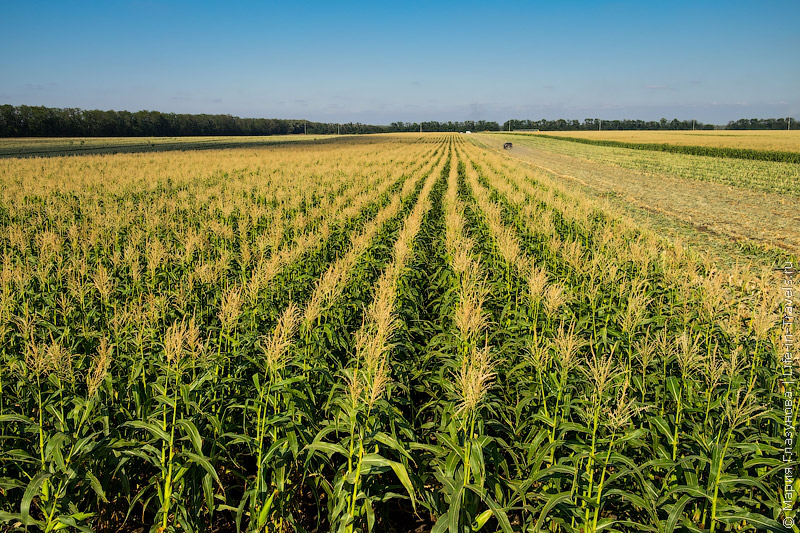 В Україні створили найдовший лабіринт із кукурудзи