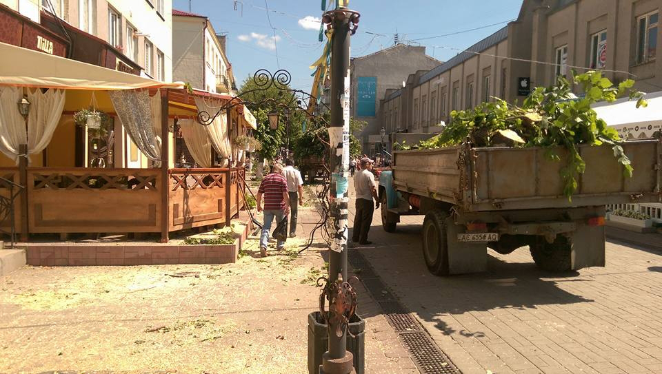 У Луцьку – скандал через зрізання дерев на вулиці Лесі Українки