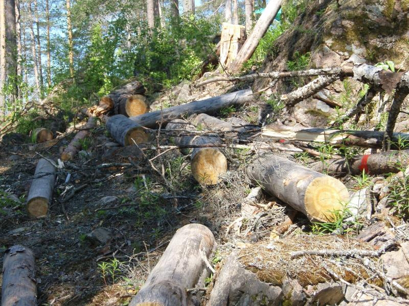 На Волині наклали табу на санітарну вирубку лісів