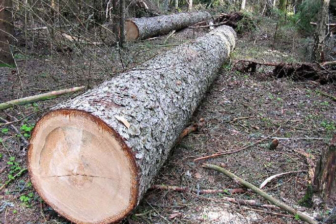 У Волинській ОДА наказали розібратися з питанням вирубки лісу