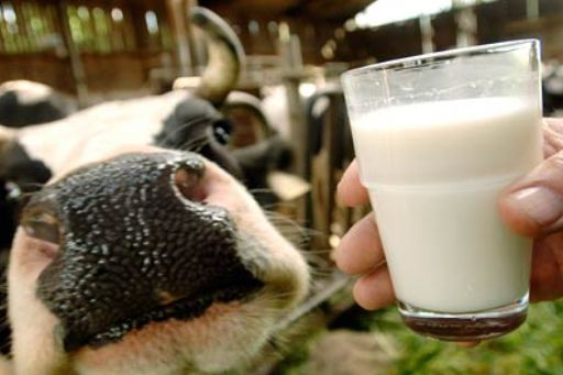 Молокопереробні підприємства Волині найбільше молока закупили у населення