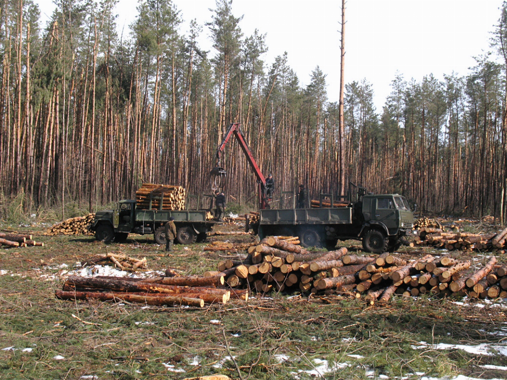 Волинську владу просять заборонити санітарну вирубку лісів
