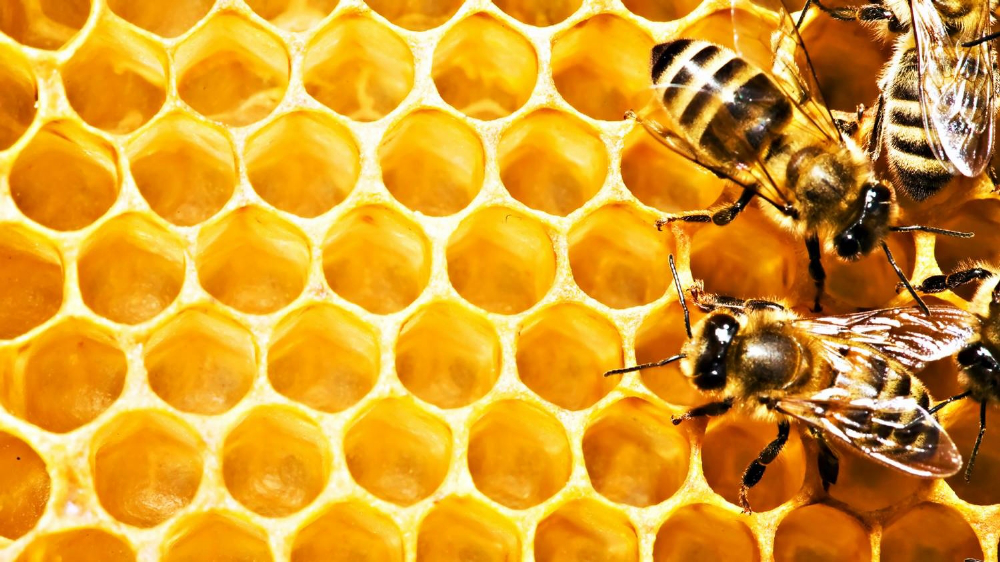 Волинські пасіки щороку виробляють 250 тонн меду