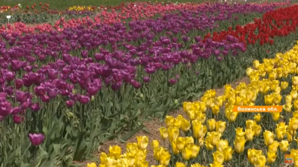 У Волинській Голандії зацвіли 3 мільйони тюльпанів (відео)