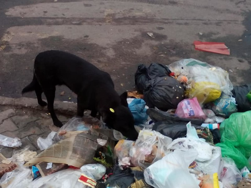 Центр, пес і розірване сміття: ковельський депутат опублікував ганебні знімки (фото)