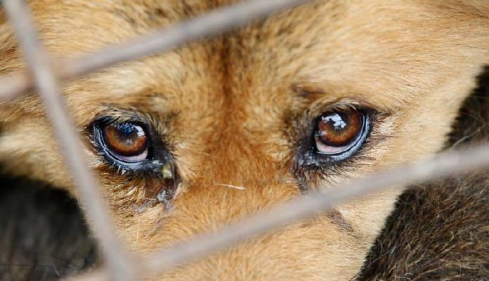 Рада провалила закон про посилення покарання за жорстоке поводження з тваринами