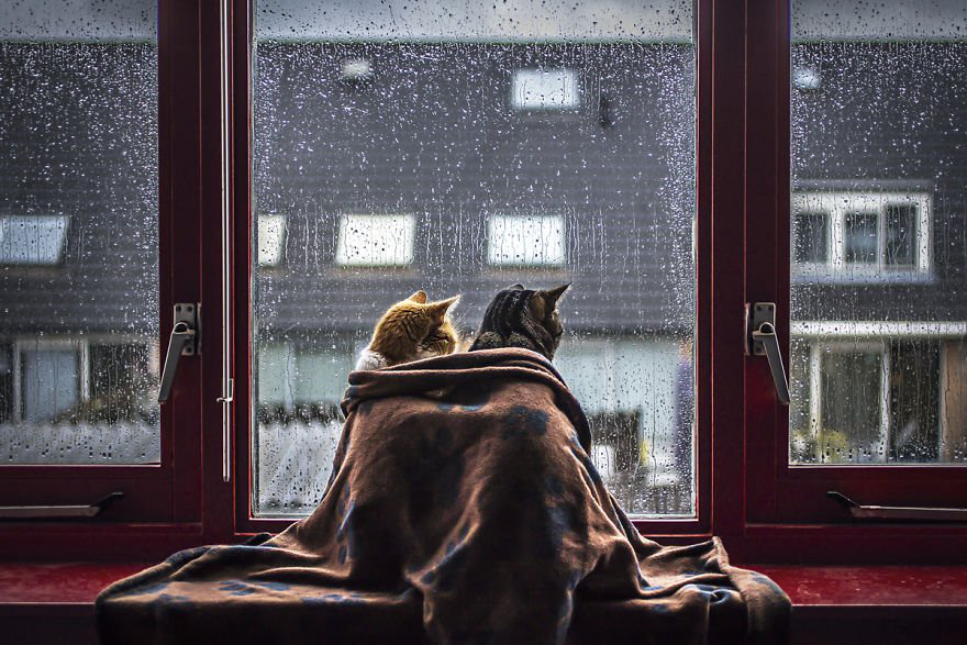 Дощ замість снігу: погода у Луцьку на понеділок, 3 грудня