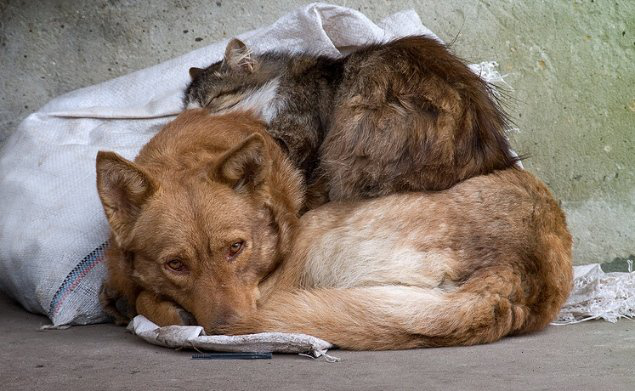 Занести безпритульних тварин під Луцькраду, – екс-очільниця «Ласки» пропонує флешмоб