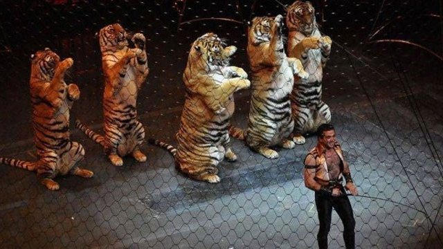 Диких тварин у цирках хочуть заборонити