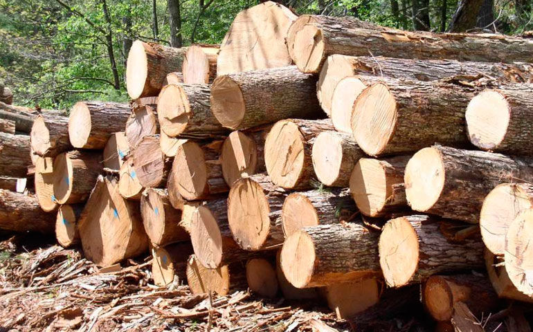 На Волині лісозаготівельна фірма «замутила» понад мільйон гривень