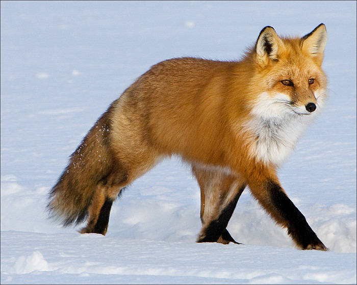 На Волині проведуть «зачистку» лисиць, щоб вберегти корисних тварин