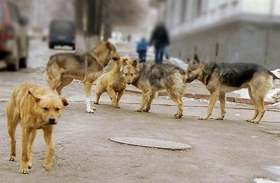 У Луцьку просять врятувати тварин від Дани Новарчук, а людей – від безпритульних собак